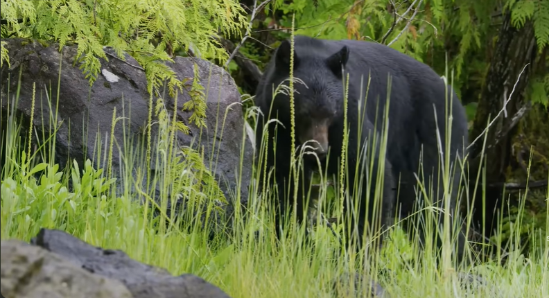 Does Tea Tree Oil Attract Bears
